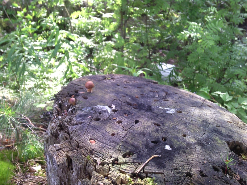 IMG 20140703 182146