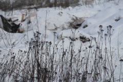 IMG 8269