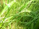 Файл=DSCN5484.JPG
Объём=176KB
Размеры=1024x766
Дата=Май 28, 2007 DSCN5484.JPG