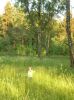 Файл=DSCN5684.JPG
Объём=212KB
Размеры=766x1024
Дата=Июнь 13, 2007 DSCN5684.JPG