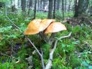 Файл=IMG049.jpg
Объём=529KB
Размеры=1600x1200
Дата=Авг 21, 2009 IMG049.jpg