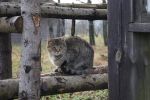 Файл=DSC00376-1.JPG
Объём=135KB
Размеры=801x532
Дата=Нояб 22, 2010 DSC00376-1.JPG