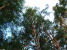 Файл=DSCF4390.JPG
Объём=196KB
Размеры=800x600
Дата=Авг 19, 2008 DSCF4390.JPG