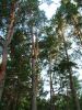 Файл=DSCF4391.JPG
Объём=470KB
Размеры=960x1280
Дата=Авг 19, 2008 DSCF4391.JPG