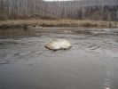 Файл=P1010565.JPG
Объём=132KB
Размеры=640x480
Дата=Май 08, 2008 P1010565.JPG
