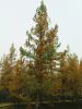 Файл=DSC06989.JPG
Объём=118KB
Размеры=480x640
Дата=Авг 09, 2010 DSC06989.JPG