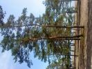 Файл=DSC00008.JPG
Объём=998KB
Размеры=2048x1536
Дата=Авг 27, 2009 DSC00008.JPG
