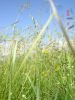Файл=DSC07115.jpg
Объём=188KB
Размеры=576x768
Дата=Июнь 15, 2009 DSC07115.jpg