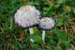 Файл=DSC_0103.JPG
Объём=319KB
Размеры=800x532
Дата=Сент 29, 2010 DSC_0103.JPG