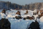 Файл=DSC_1006.JPG
Объём=336KB
Размеры=800x532
Дата=Янв 24, 2011 DSC_1006.JPG