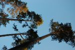 Файл=DSC_0053.JPG
Объём=205KB
Размеры=640x426
Дата=Июль 12, 2010 DSC_0053.JPG